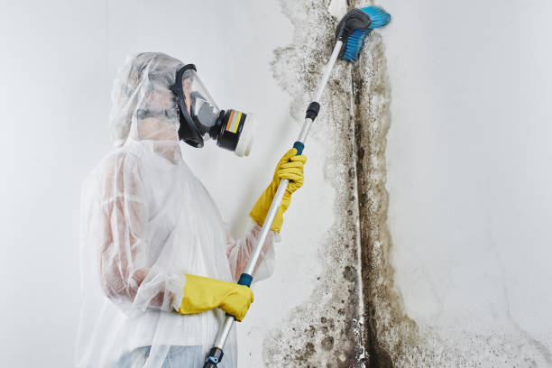 Best Mold Removal Process  in Sunset, FL