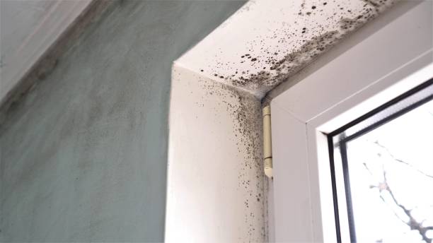 Certified Mold Removal in Sunset, FL