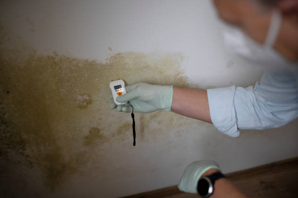 Best Toxic Mold Removal  in Sunset, FL