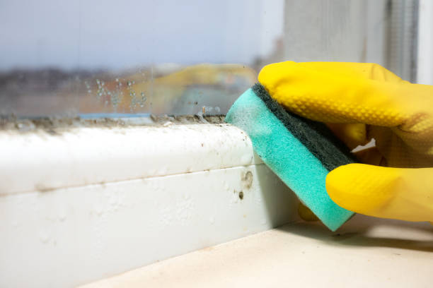 Best Emergency Mold Removal  in Sunset, FL