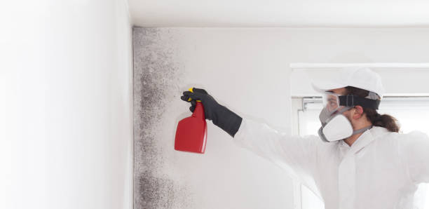 Mold Removal Process in Sunset, FL