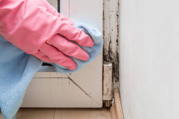 Best Mold Inspection  in Sunset, FL