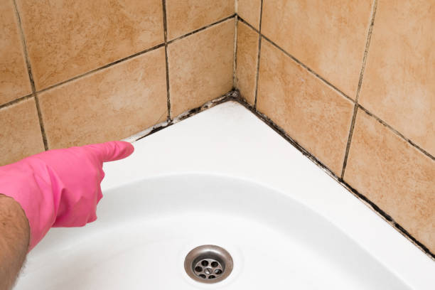 Best Mold Damage Repair  in Sunset, FL